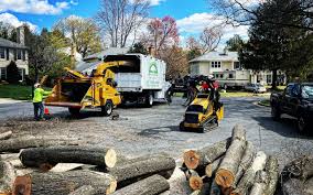 How Our Tree Care Process Works  in  Oakdale, MN